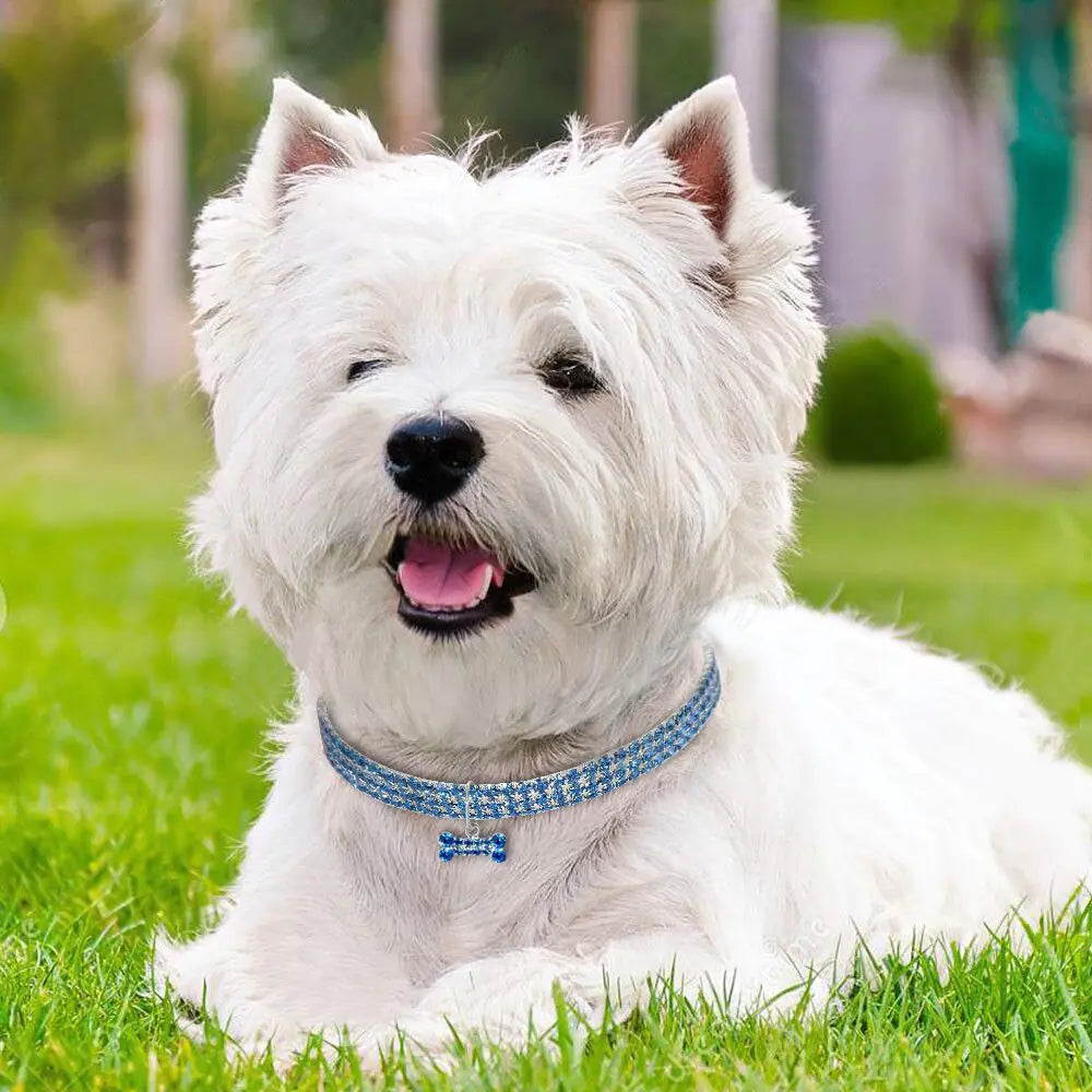 Bedazzled Dog Collar