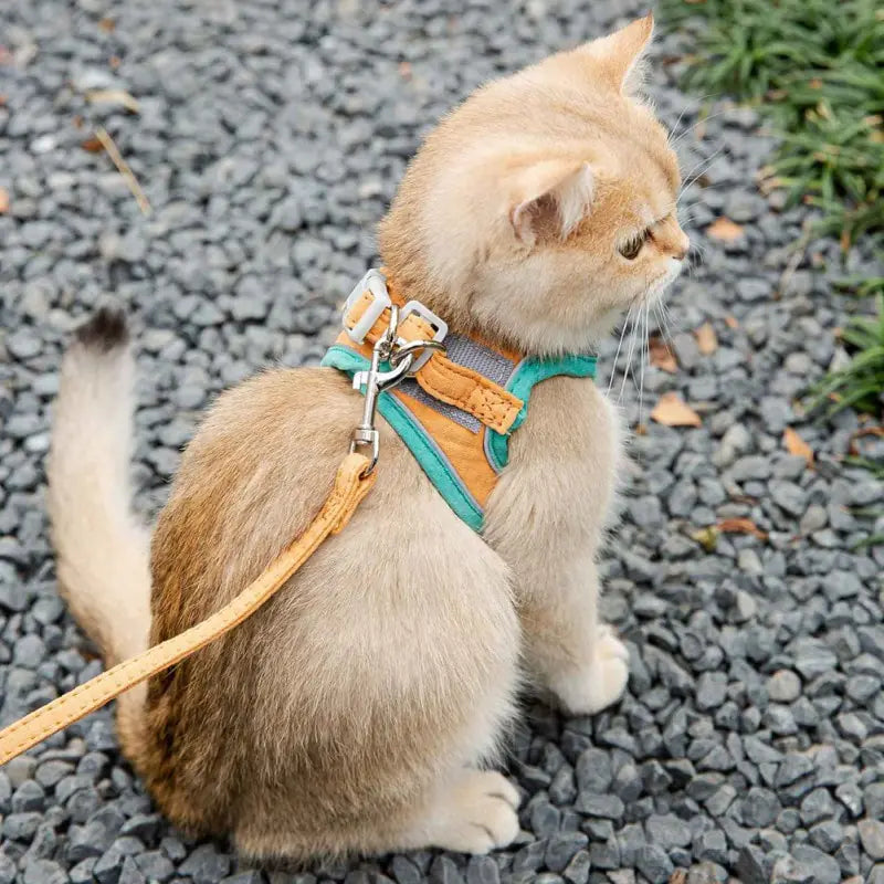 Pastel Cat Harness and Leash Set