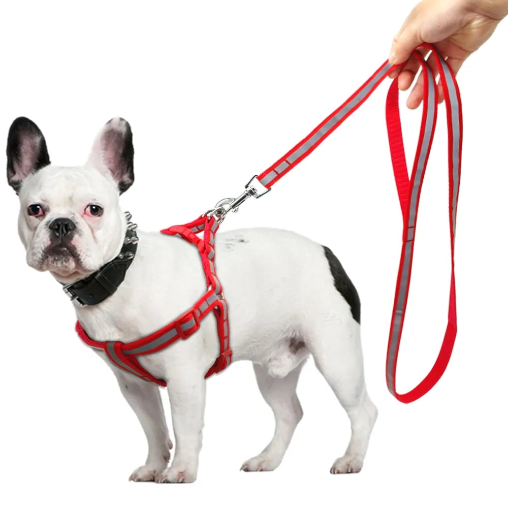 Leash and Harness Pair