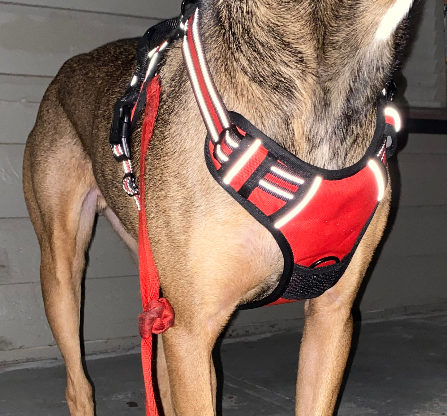 Fit and Secure Harness