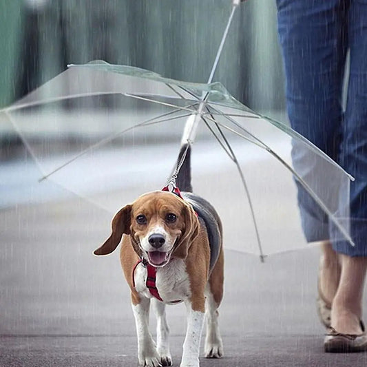 Transparent Umbrella Leash