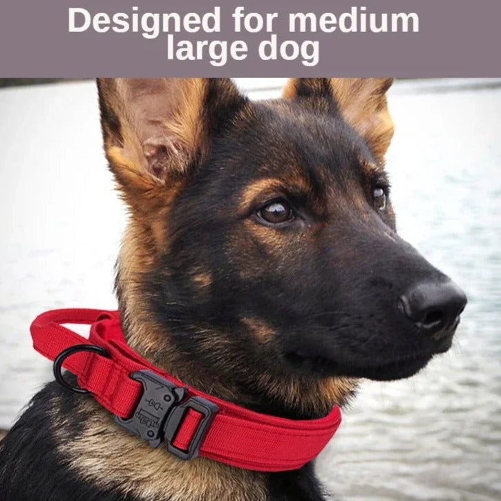 AdventurePro Durable Collar and Leash